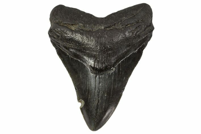Fossil Megalodon Tooth - South Carolina #119413